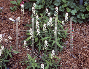 Picture of Tiarella  'Cygnet'