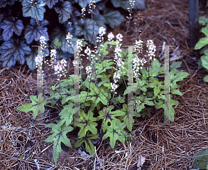 Picture of Tiarella  'Mint Chocolate'