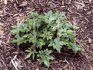 Picture of Tiarella  'Ninja'