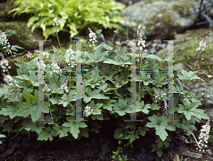 Picture of Tiarella cordifolia 'Oakleaf'