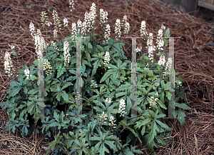 Picture of Tiarella  'Skeleton Key'