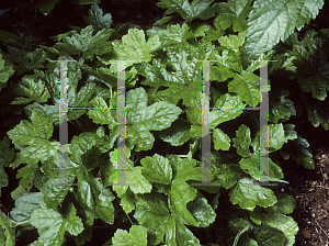 Picture of Tiarella  'Snowflake'