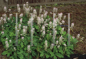 Picture of Tiarella  'Spring Symphony'