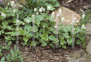 Picture of Tiarella wherryi 