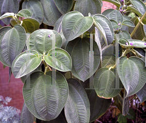 Picture of Tibouchina grandifolia 