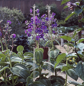 Picture of Tibouchina grandifolia 