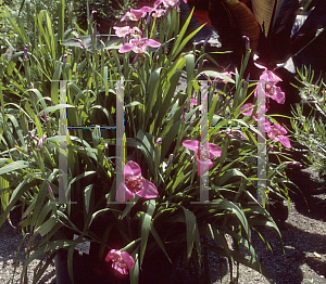 Picture of Tigridia pavonia 