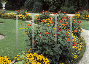 Picture of Tithonia rotundifolia 