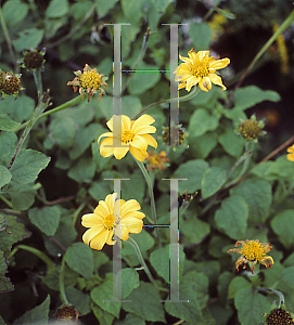 Picture of Tithonia rotundifolia 'Yellow Torch'