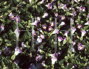 Picture of Torenia fournieri 'Clown Burgurdy'