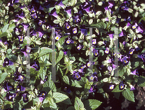 Picture of Torenia fournieri 'Clown Violet'