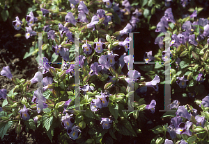 Picture of Torenia fournieri 'Clown Blue'