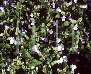 Picture of Torenia fournieri 'Clown Blue & White'