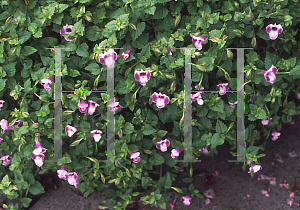 Picture of Torenia fournieri 'Pink Moon'