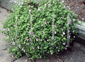 Picture of Torenia fournieri 'Pink Moon'