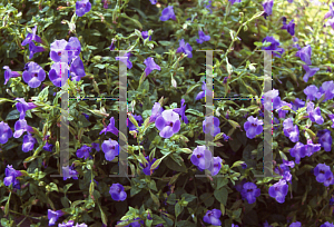 Picture of Torenia  'SUNrenilabu (Summer Wave Blue)'