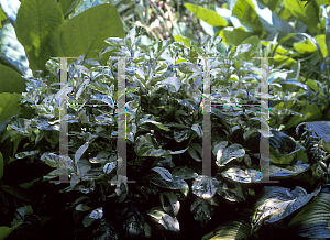 Picture of Polygonum virginianum 