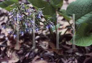 Picture of Trachystemon orientalis 