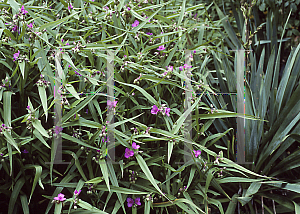 HORTICOPIA®-- Tradescantia pallida 'Purewell Giant' (Wandering Jew, Purple  Heart, Purple Queen, Spiderwort)