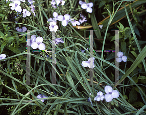 Picture of Tradescantia ohiensis 'Mrs. Loewer'