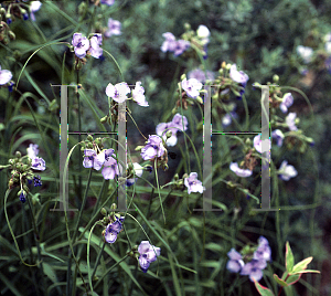 Picture of Tradescantia ohiensis 'Mrs. Loewer'