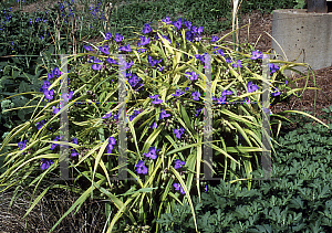 Picture of Tradescantia x 'Sweet Kate'