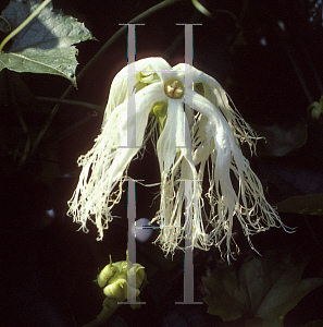 Picture of Trichosanthes kirilowii var. japonica 