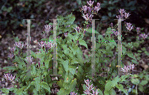 Picture of Tricyrtis hirta 