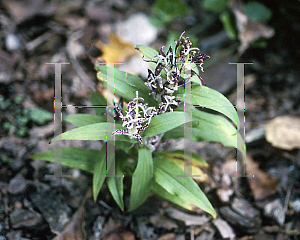 Picture of Tricyrtis hirta 