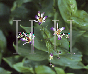 Picture of Tricyrtis formosana 'Amethystina'