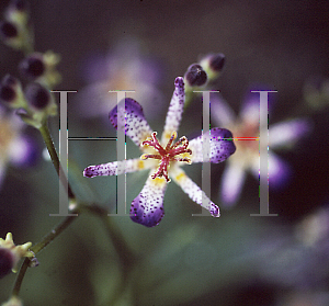 Picture of Tricyrtis formosana 'Amethystina'