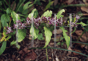Picture of Tricyrtis x 'Amanagowa'