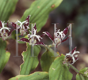 Picture of Tricyrtis hirta 'Golden Gleam'