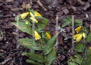 Picture of Tricyrtis macranthopsis 