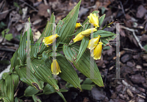 Picture of Tricyrtis macranthopsis 