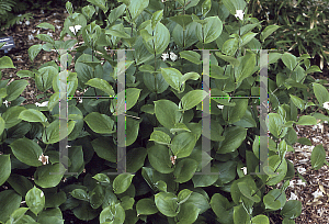 Picture of Tricyrtis macropoda 