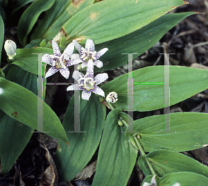 Picture of Tricyrtis hirta 'Miyazaki'