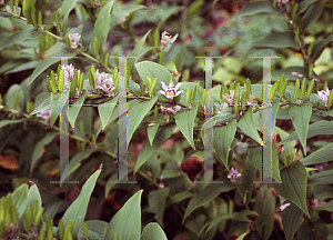 Picture of Tricyrtis hirta 'Miyazaki'