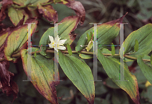 Picture of Tricyrtis ohsumiensis 