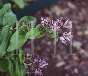 Picture of Tricyrtis hirta 'Shirohototgisu'