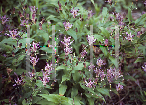 Picture of Tricyrtis hirta 'Shirohototgisu'