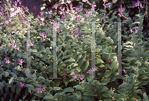 Picture of Tricyrtis x 'Sinonome'