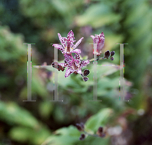 Picture of Tricyrtis x 'Sinonome'