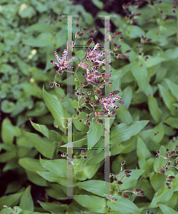 Picture of Tricyrtis x 'Sinonome'