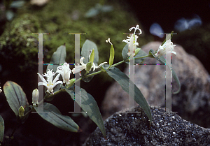 Picture of Tricyrtis hirta 'White Towers'