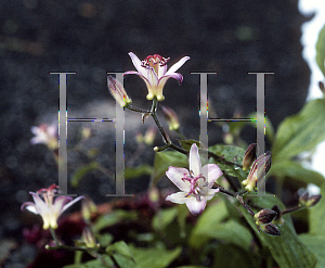 Picture of Tricyrtis x 'Tojen'