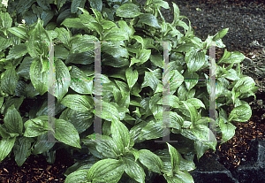 Picture of Tricyrtis x 'Tojen'