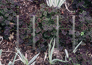 Picture of Trifolium repens 'Purpurascens Quadrifolium'