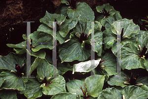 Picture of Trillium chloropetalum 'Rubrum'