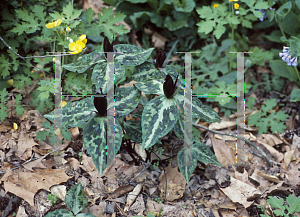 Picture of Trillium cuneatum 